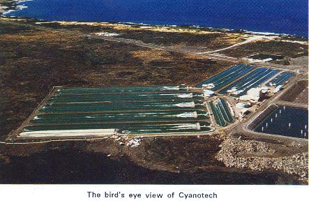 The bird's eye view of Cyanotech
